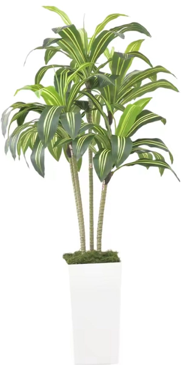Kunstplant Dracaena Fragrans - 180 cm - Inclusief Luxe Witte Pot & Mos - Real Touch Kunstboom