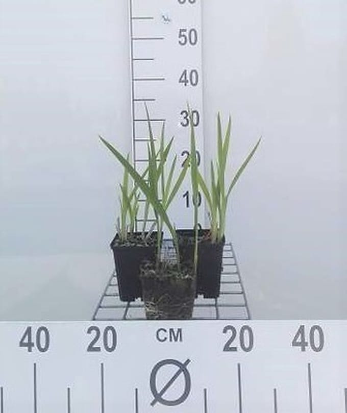 6x Montbretia - Crocosmia hybr. 'George Davidson' | 9x9 cm pot