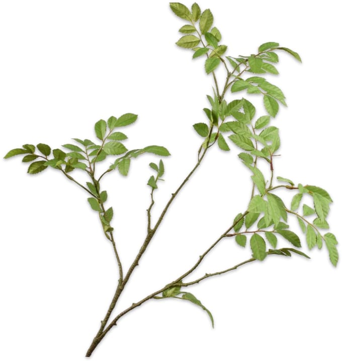 Silk-ka Kunstbloem-Zijden Bloem Blad Tak Groen 76 cm