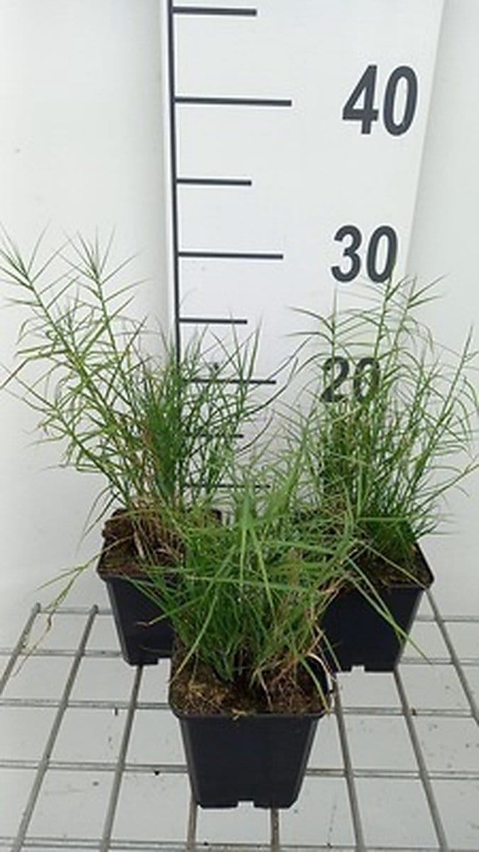 6x Zegge - Carex musk. Little Midge' | 9x9 cm pot