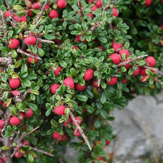 Cotoneaster Microphyllus - Dwergmispel 30-40 cm in pot