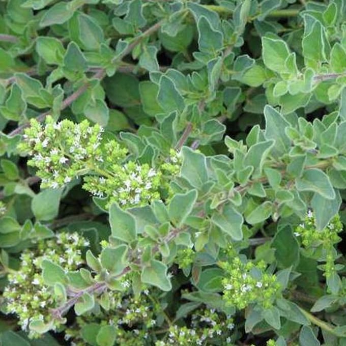 6 x Origanum Vulgare - Marjolein pot 9x9cm