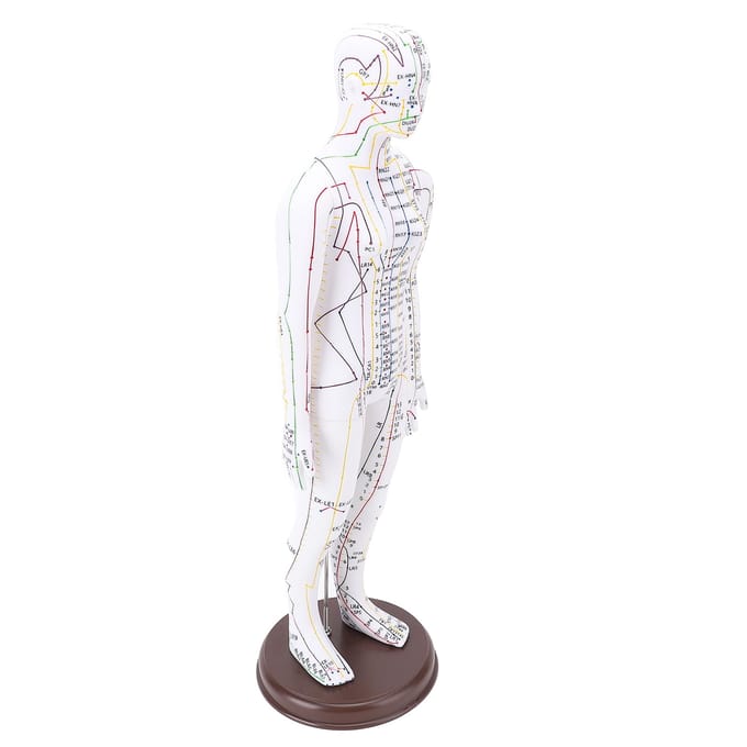 Modèle d'acupuncture 52 cm Modèle du corps humain Modèle d'acupuncture du corps entier avec base pour l'enseignement aux étudiants female version white