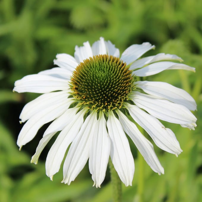 6x Zonnehoed - Echinacea purpurea ‘Avalanche’® - Pot 9x9cm