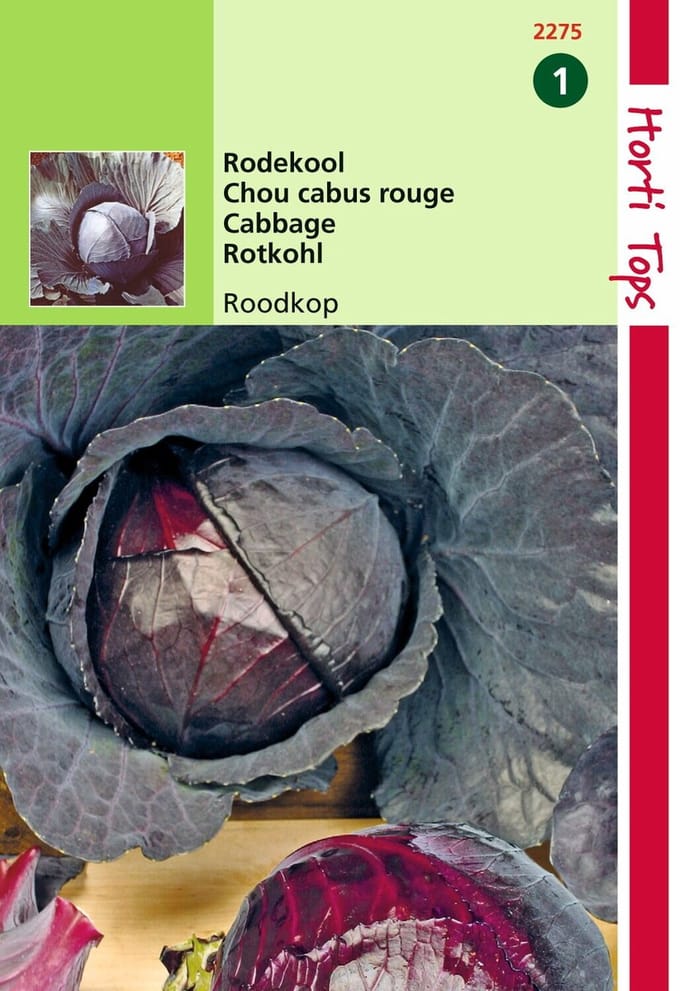 2 stuks - Hortitops - Rodekool Roodkop Cabeza Negra 2
