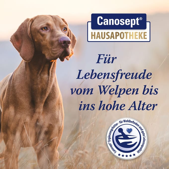 30 tabletten Canosept darmflora supplement voor honden
