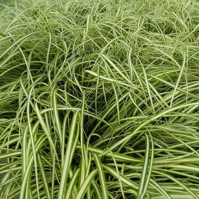 6x Zegge - Carex oshimensis 'Evercream' - Pot 9x9cm