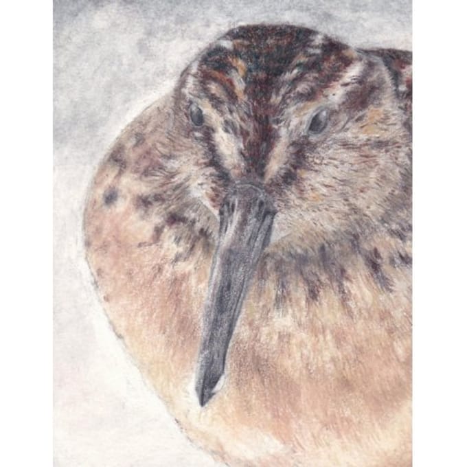 Breedbekstrandloper - Dietske Geerlings