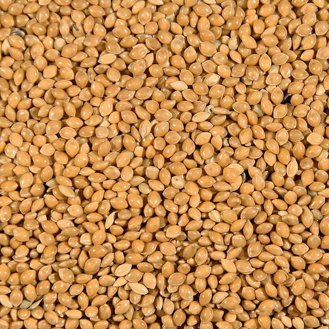 Duvoplus - Binnenvogelvoer - Vogel - Millet Geel = Rondzaad Geel Duvo 20kg - 1st