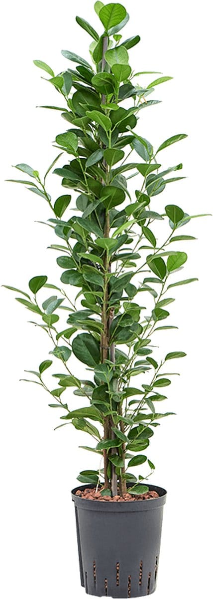 Hydroplant Ficus Microcarpa Moclame
