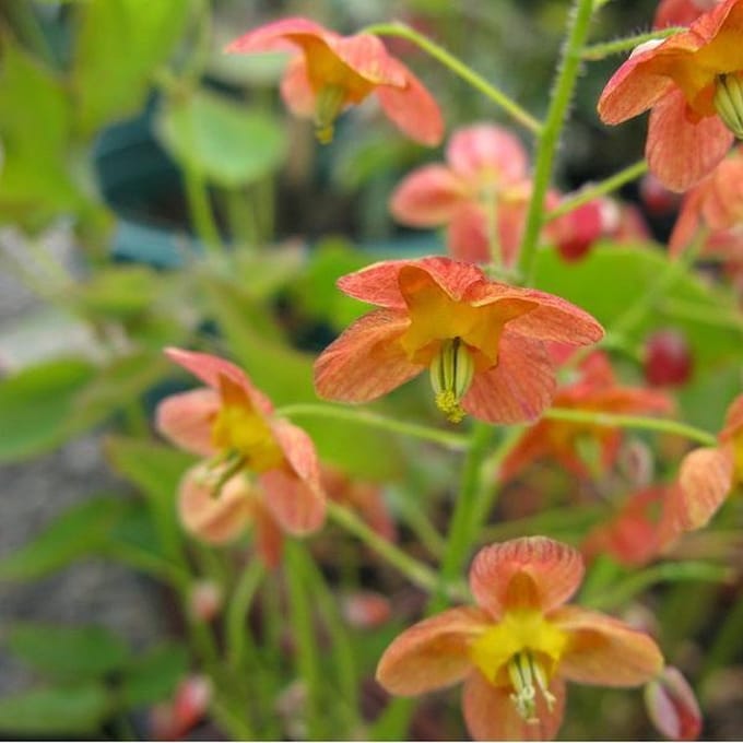 6 x Epimedium Warleyense - Elfenbloem pot 9x9cm