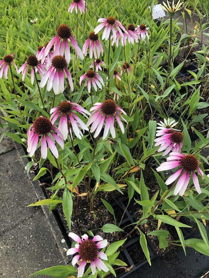 6x Zonnehoed - Echinacea pur. 'Pretty Parasols' (j.s. engeltje)® | 9x9 cm pot
