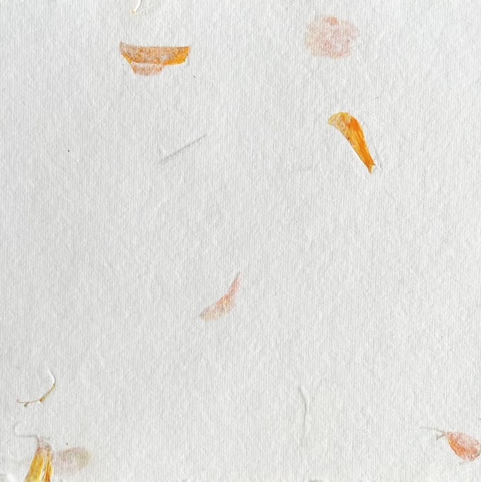 Set van 25 vel Tree Free A4 katoenpapier met goudsbloem, 200 grs