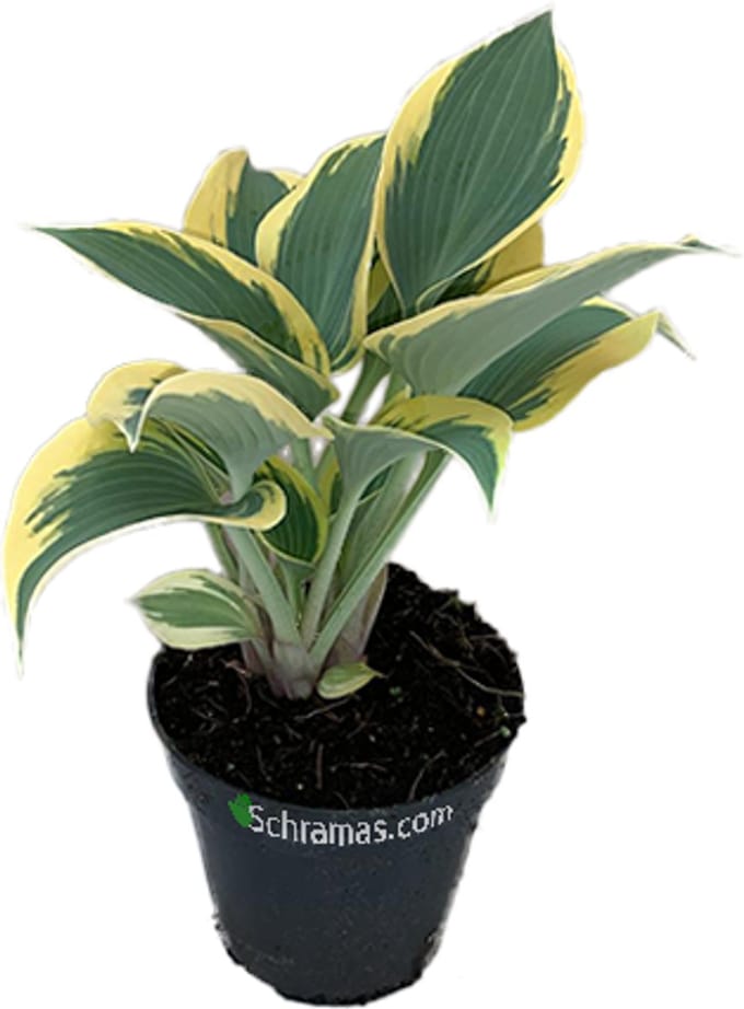 Set van 2 Hosta Ben Vernooij, hosta - vaste plant - 2L pot