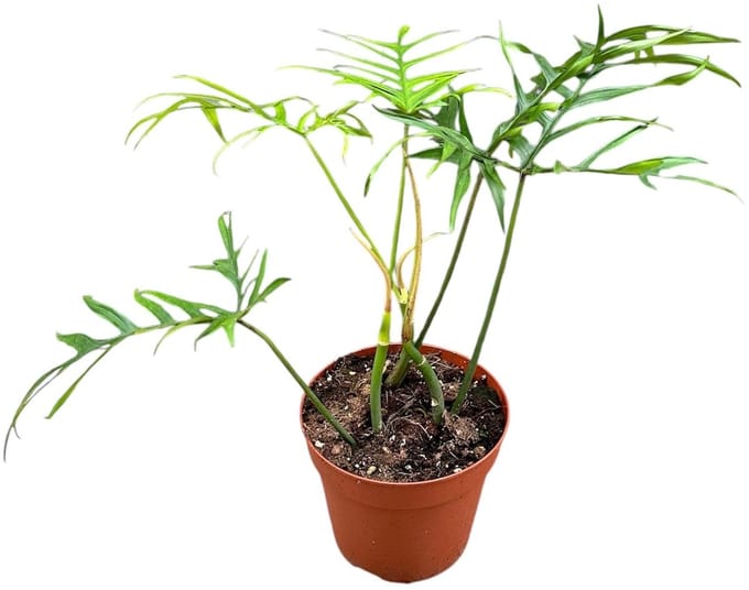 Philodendron Polypodiodes Kamerplant Potmaat Ø14 cm |Vers Van De Kweker