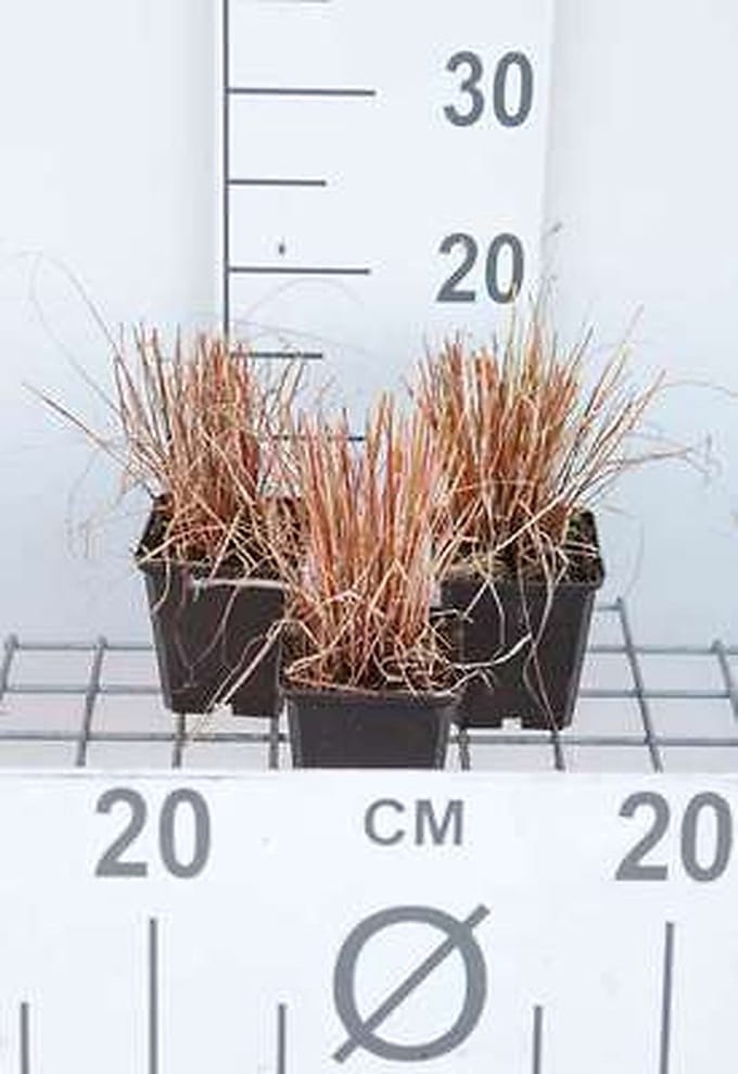 6x Zegge - Carex how. 'Phoenix Green' | 9x9 cm pot