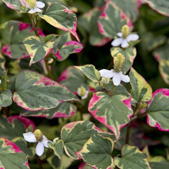 6 x Houttuynia Cordata 'Chameleon' - Leidsplantje pot 9x9cm