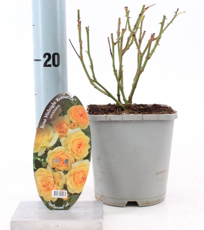 Rosa Midnight Romanza ® - Roos | 10-15 cm in pot