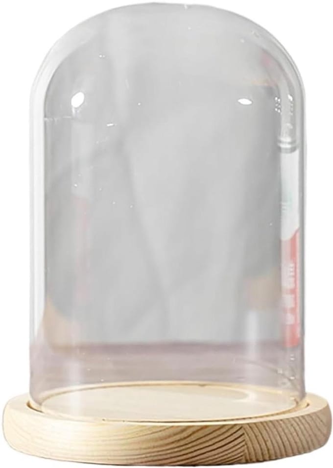 Glazen Stolp - Display Koepel - Decoratie Presenteren - Massief Houten Voet - Diameter 12cm - Transparant