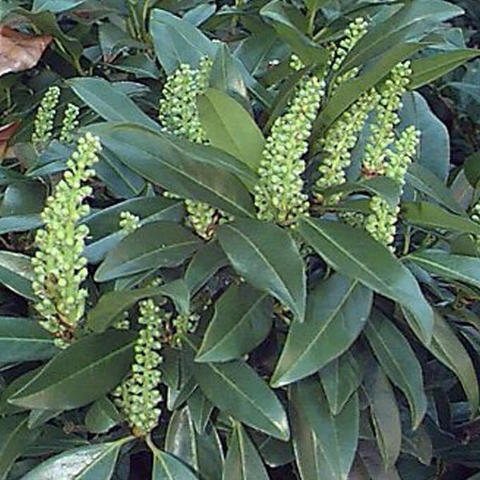 Prunus Laurocerasus 'Zabeliana' - Laurierkers 30-40 cm in pot