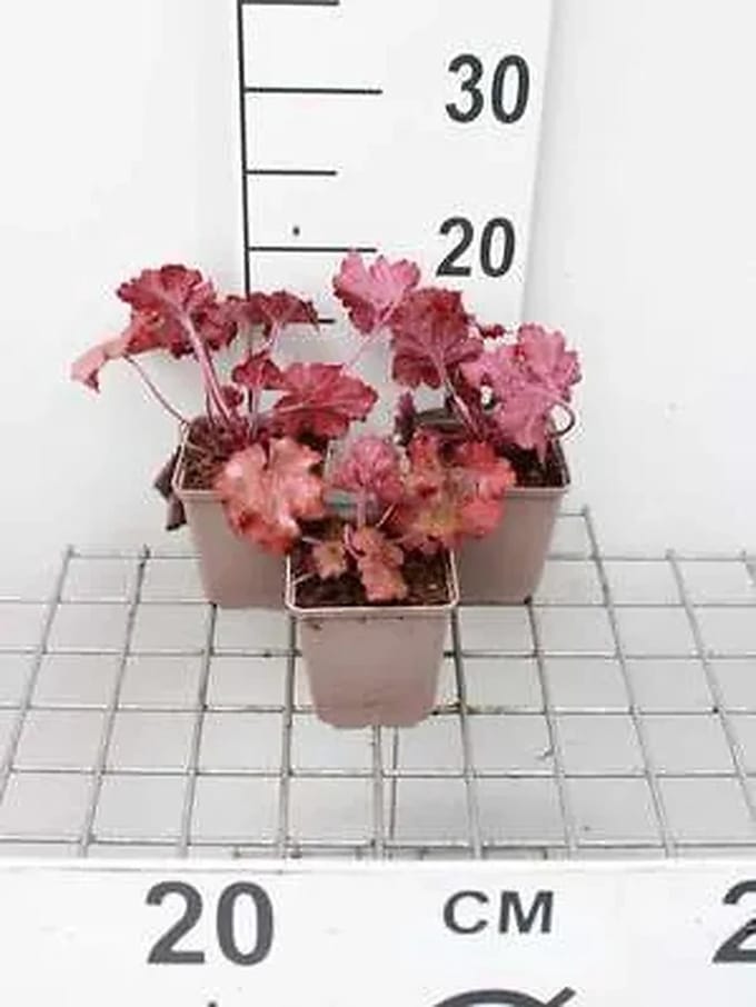 6x Purperklokje - Heuchera hybr. 'Fire Alarm' | 9x9 cm pot