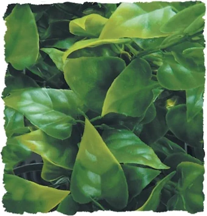 ZooMed - naturalistic flora - mexican phyllo - small - terrariumplant