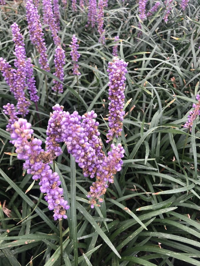 12 x Liriope Muscari Moneymaker - Leliegras in 9x9cm pot