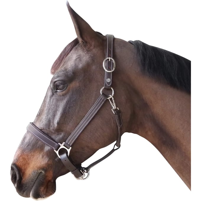 Gevoerd lederen halster voor paarden Canter