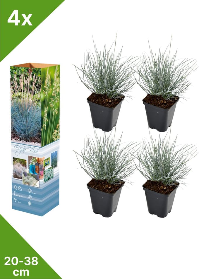 GARDENZO - 4x Blauw Schapengras - Festuca glauca 'Elijah Blue' - in P9 pot