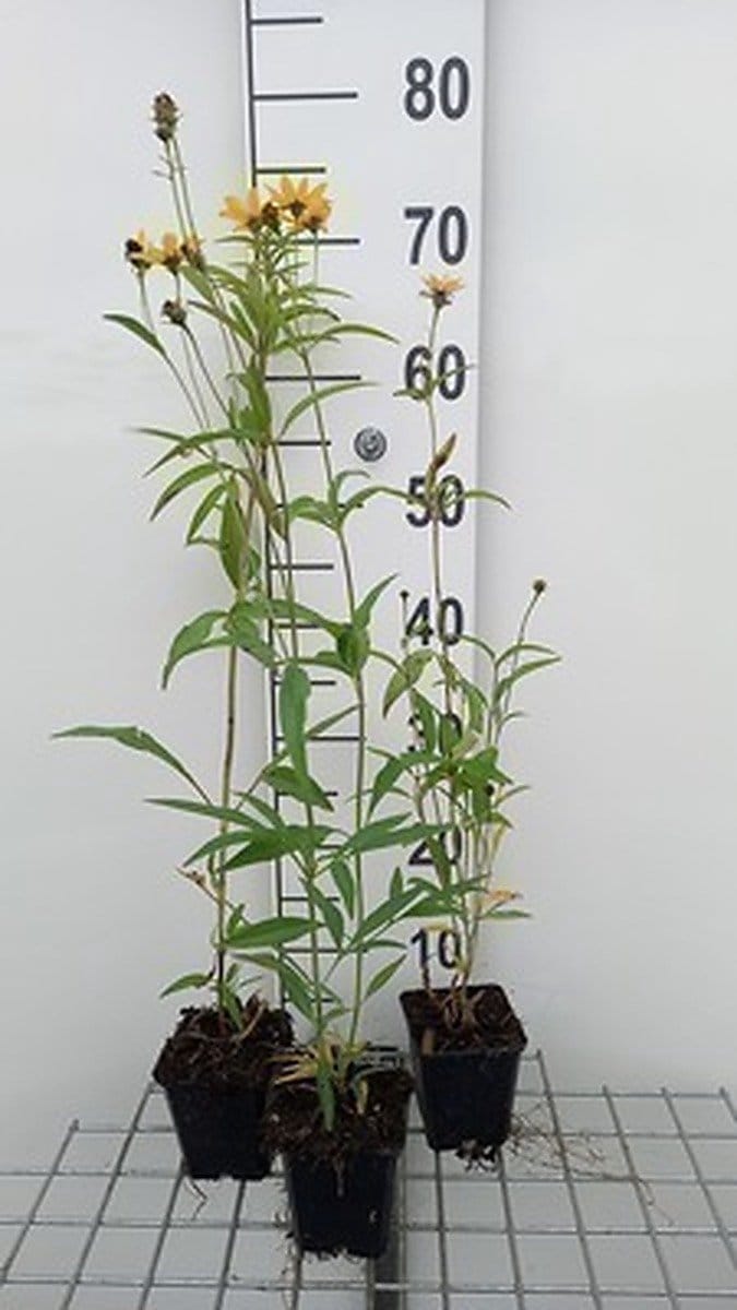 6x Meisjesogen - Coreopsis tripteris | 9x9 cm pot