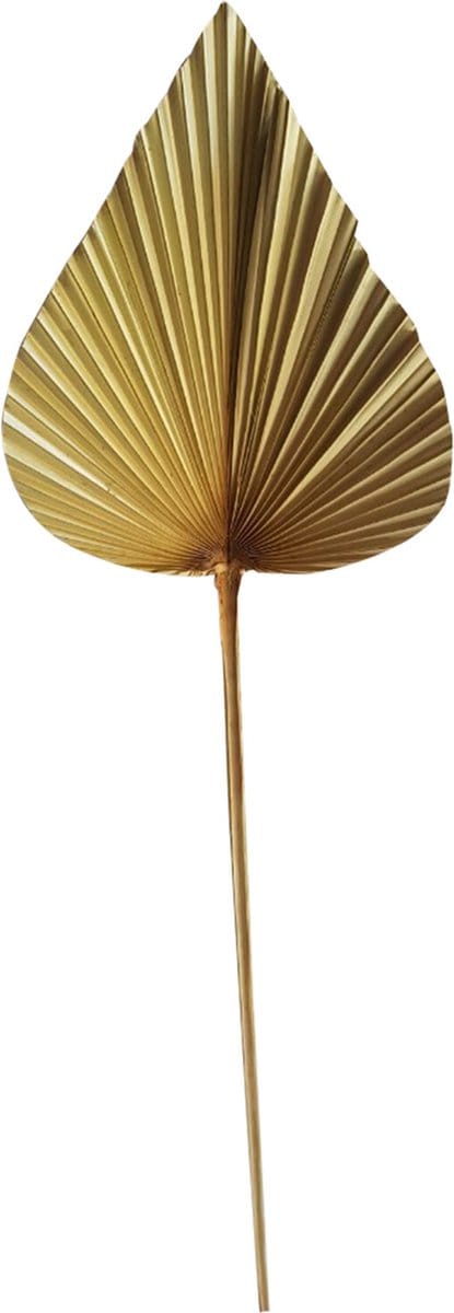 Palmblad/ tak - Gedroogd - Puntig - 40x20cm - Mars & More