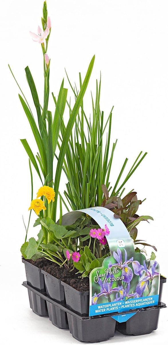Moerings Bloeiende Vijverplanten Mix | In Thema Sixpack