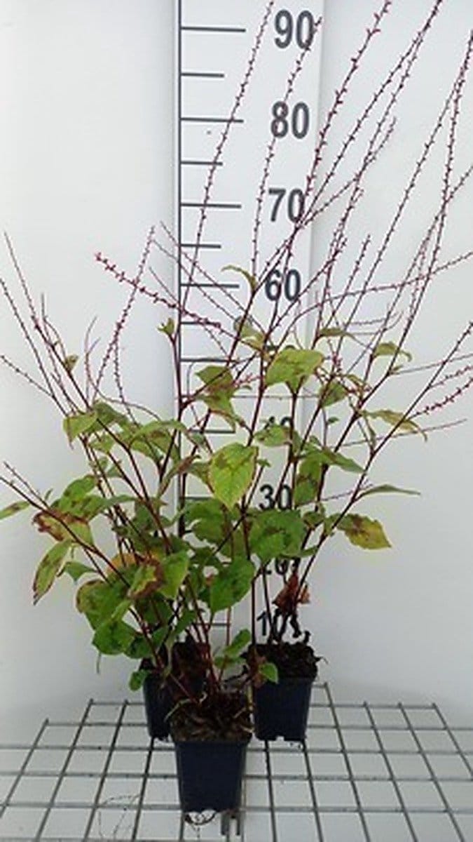 6x Duizenknoop - Persicaria filiformis | 9x9 cm pot