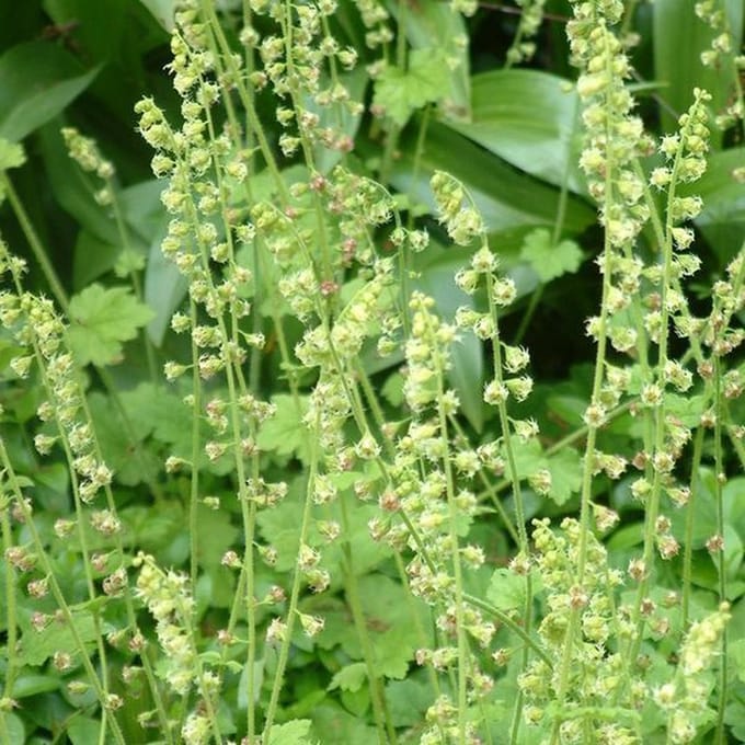 6 x Tellima Grandiflora 'Rubra' - Mijterloof pot 9x9cm
