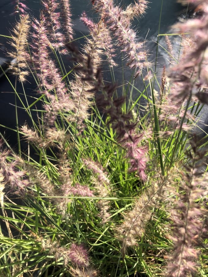 6x Lampepoetser - Pennisetum Orientale 'Karley Rose' | 9x9 cm pot