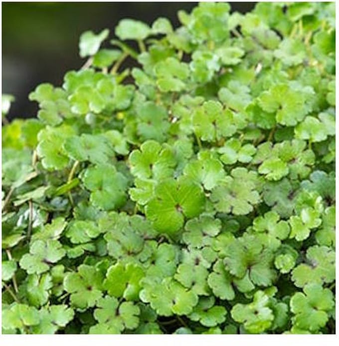 Moerings Hydrocotyle Nova-Zealandiae | Waternavel | In 18CM Mand