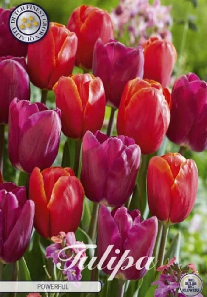 Nederlands Beste Kwaliteits bloembollen - Tulpen Tulp Garden Powerful x10 12/+s