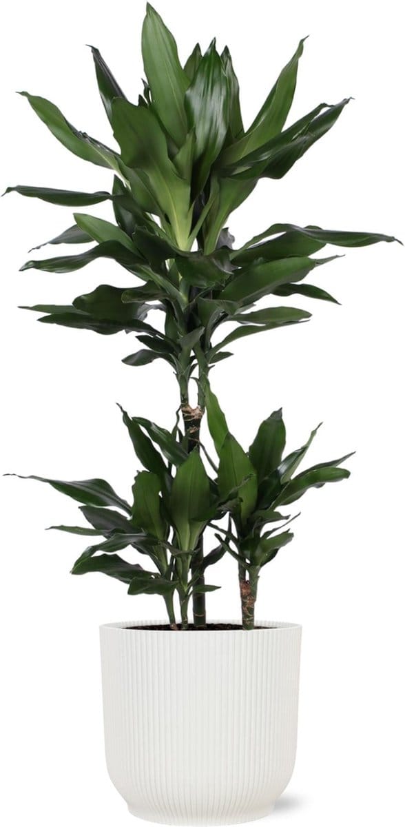 Dracaena Janet Lind Ø21cm - 90cm in Vibes WIT pot