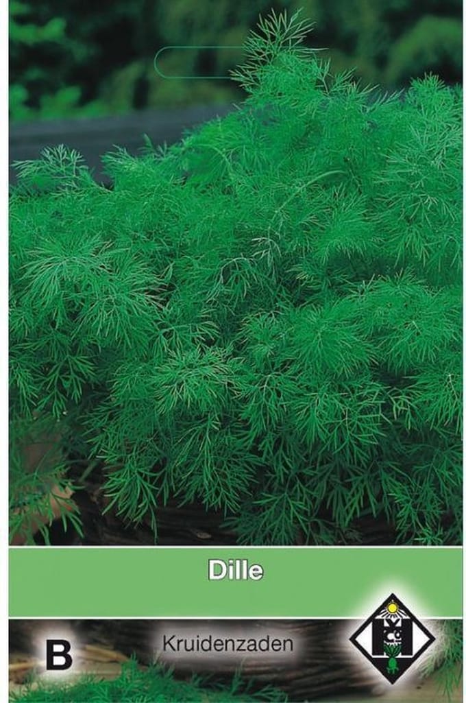 Van Hemert - Dille Zaden (Anethum graveolens)