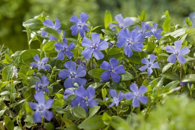 Vinca Minor - Set van 12 - Maagdenpalm - Pot P9 - Blauwe Bloem - Wintergroen