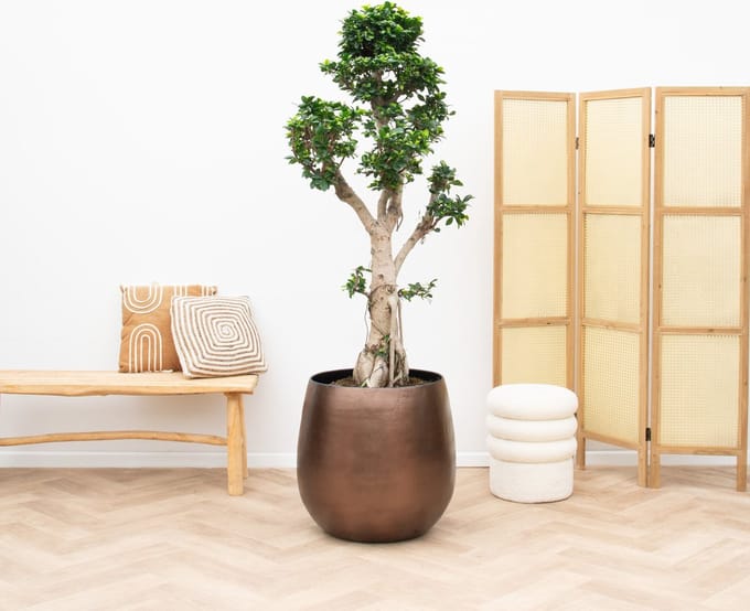 Ficus Microcarpa Ginseng - 200cm