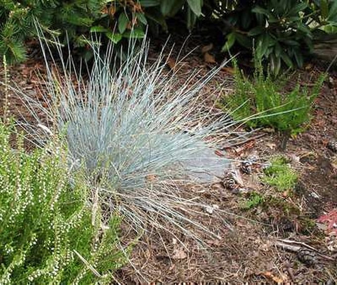 6x Blauw zwenkgras - Festuca glauca 'Uchte' | 9x9 cm pot