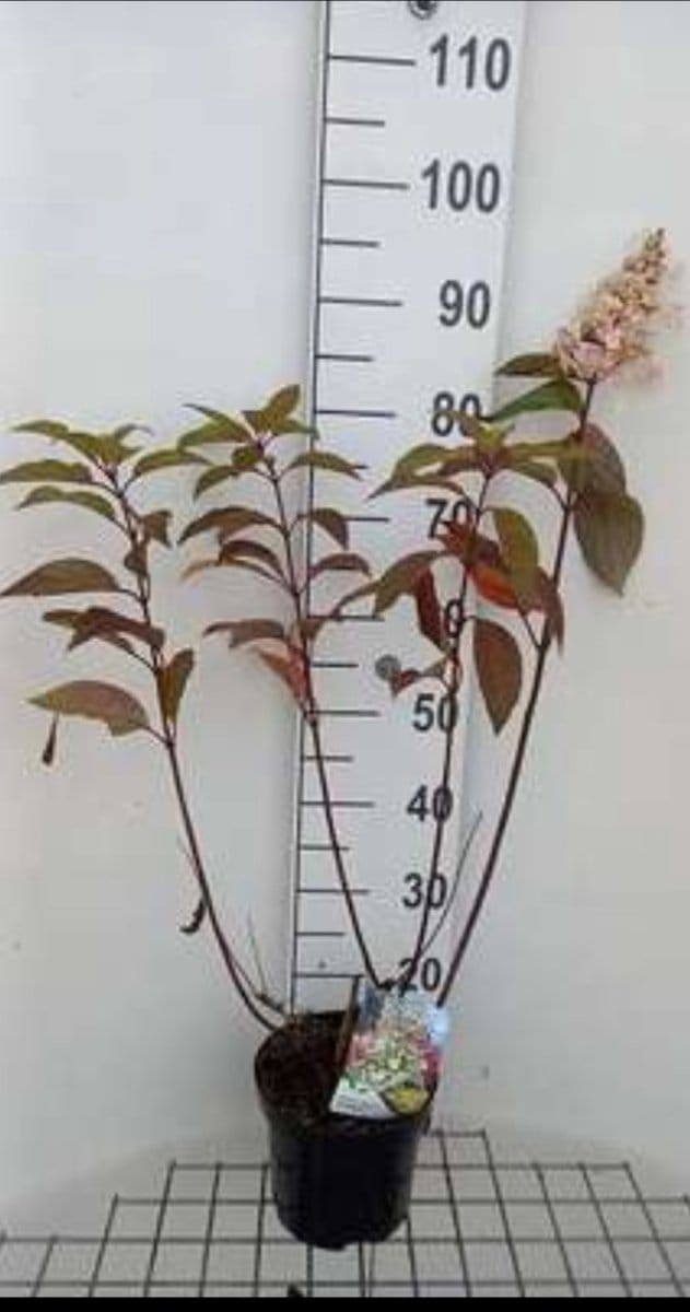 Hydrangea pan. 'Candlelight' - Pluimhortensia 40- 50 cm in pot