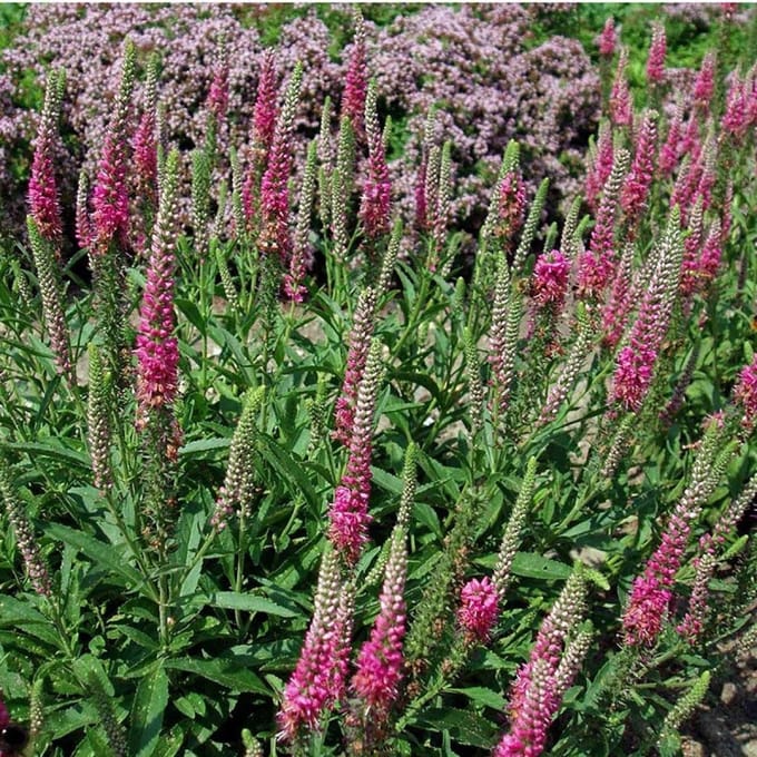 6 x Veronica Spicata 'Rotfuchs' - Aarereprijs Pot 9x9 cm - Roodbloeiende Vaste Plant