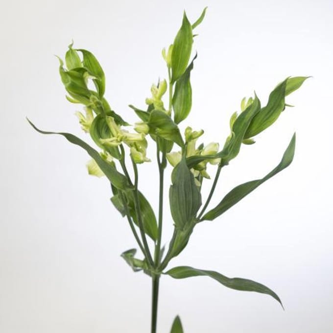 10x Alstroemeria flor.jade 70cm