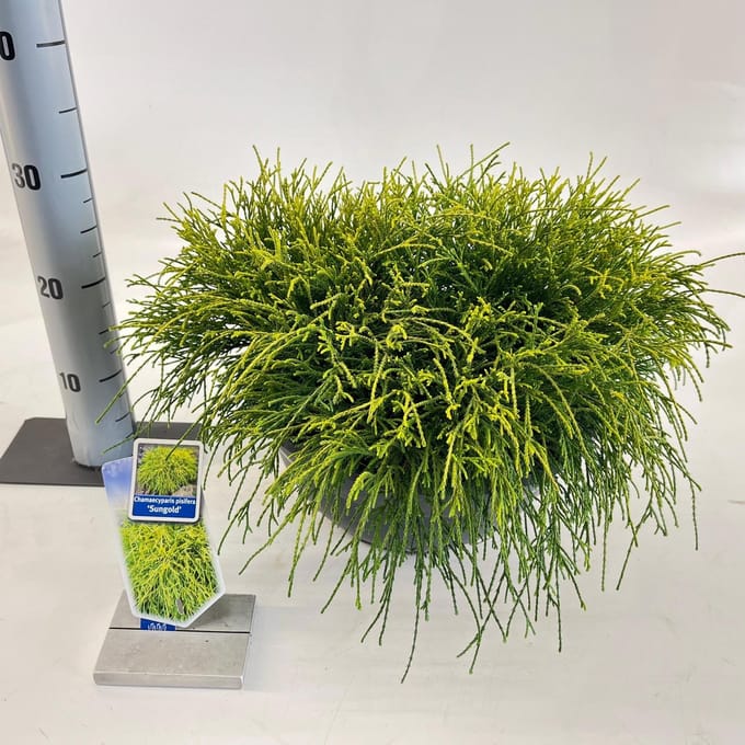 Chamaecyparis p. ‘Sungold’ - Schijncipres | 20-25 cm pot