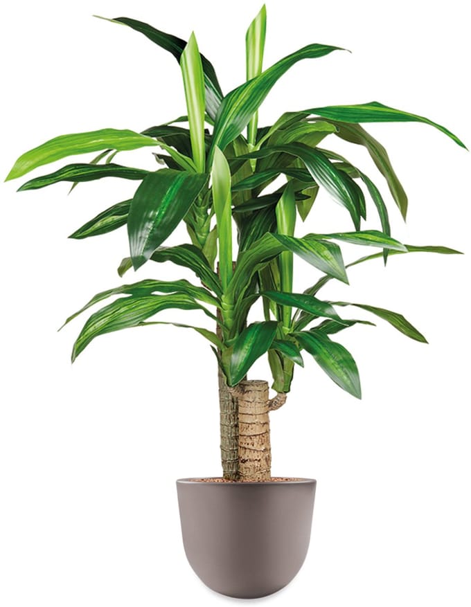 HTT - Kunstplant Dracaena Fragans in Eggy taupe H100 cm