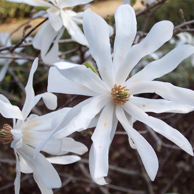Beverboom - Magnolia stellata 40-60 cm