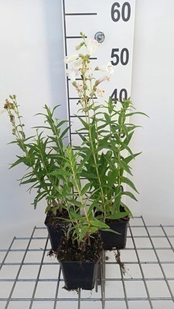 6x Schildpadbloem - Penstemon hybr. 'White Bedder' ( 'snowstorm') | 9x9 cm pot