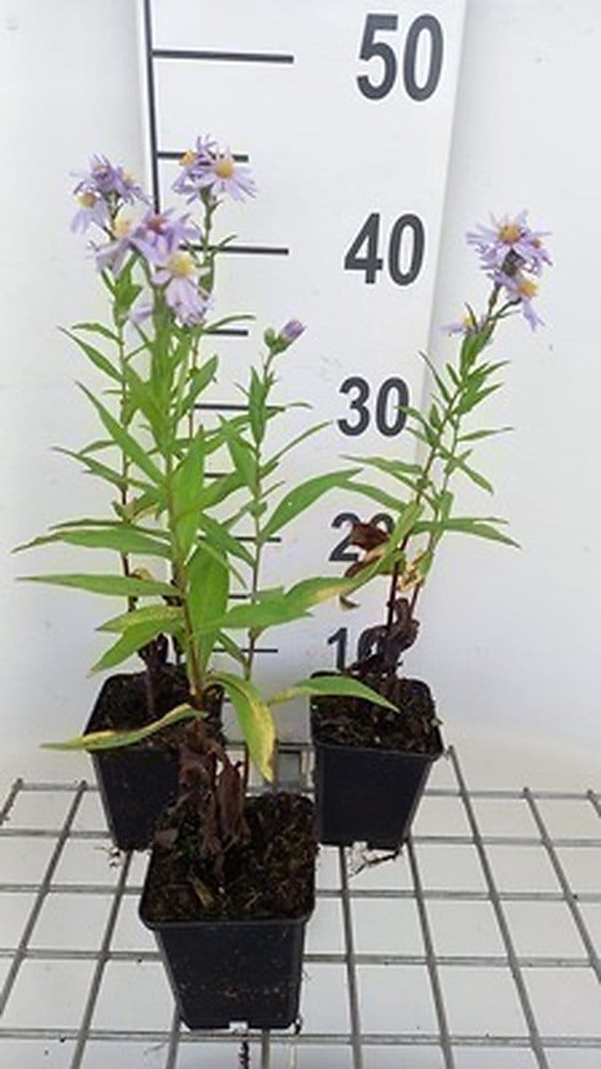 6x Aster - Aster n.b. 'Dauerblau' | 9x9 cm pot